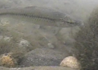 谷地川の魚たち